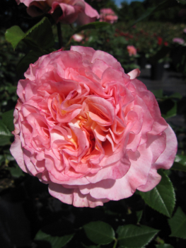 Preview: Nostalgie Edelrose Augusta Luise